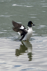 Goldeneye on a Chilly Lake