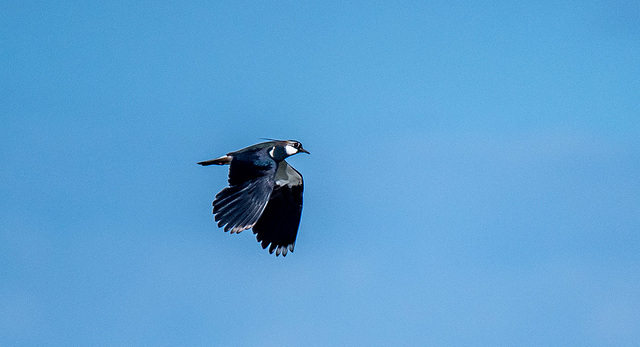 Lapwing