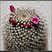 Fleur de Cactus 8 avril 2022