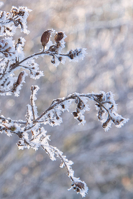 frost on leaves