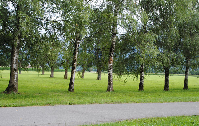 Birken und andere Bäume