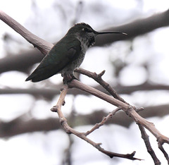 Perching Hummingbird