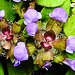 20230713 1813CPw [D~LIP] Gemeine Braunelle (Prunella vulgaris), Bad Salzuflen