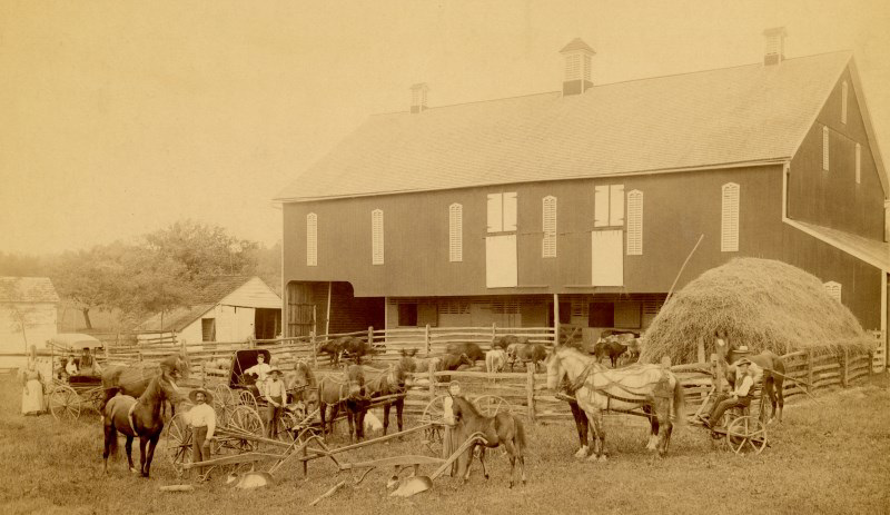 Horses, Cows, and Plows