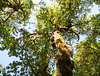 Quinault Lake