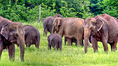 Sri Lanka tour - the fifth day, Minneriya National Park