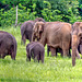 Sri Lanka tour - the fifth day, Minneriya National Park