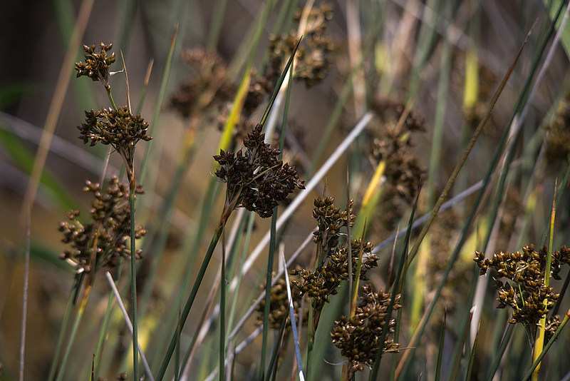 20150524 8119VRTw [F] Binse, Marais du Vigueirat, [Mas-Thibert] Camargue