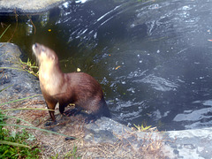 DSCN9581 - lontra-neotropical Lontra longicaudis, Mustelidae