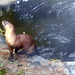 DSCN9581 - lontra-neotropical Lontra longicaudis, Mustelidae