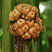 Torch Ginger seedpod, Trinidad