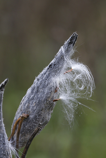 Milkweed Seed Pods