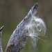 Milkweed Seed Pods