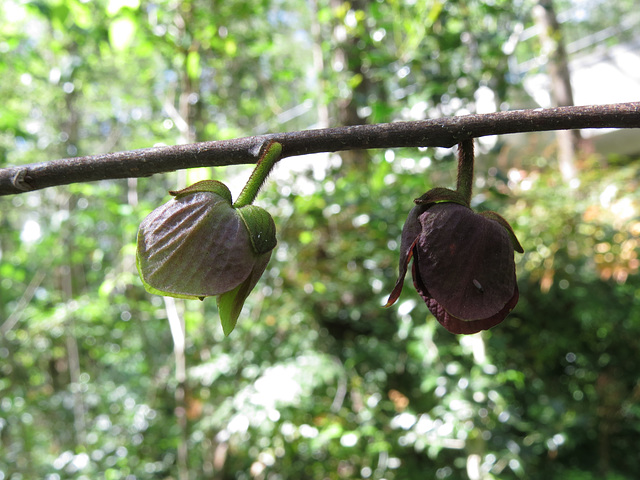 Pawpaw flowers