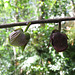 Pawpaw flowers