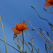Poppies.....Up There!!