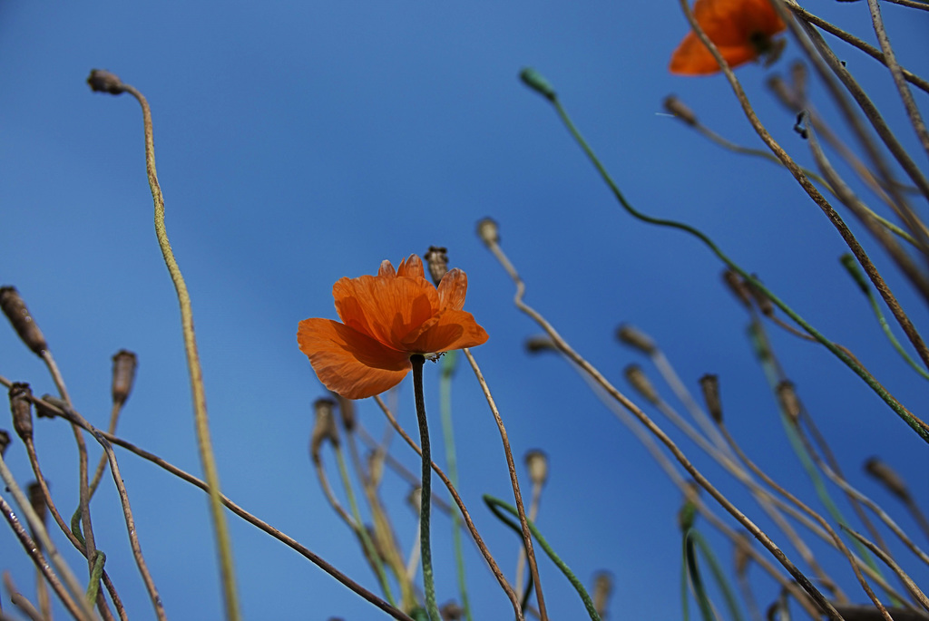 Poppies.....Up There!!