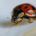 Ladybird (8)