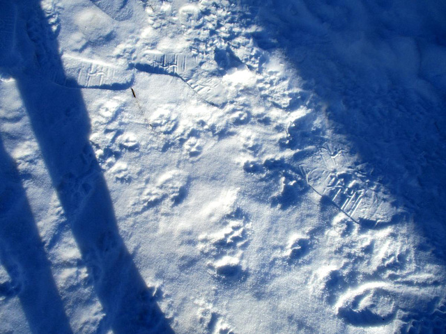 Fox tracks and my tracks