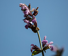 20200527 3979VRAw [D~LIP] Salbei (Salvia officinalis), UWZ, Bad Salzuflen