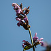 20200527 3979VRAw [D~LIP] Salbei (Salvia officinalis), UWZ, Bad Salzuflen