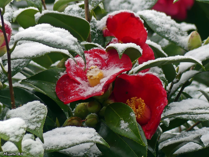 Mon jardin sous la neige