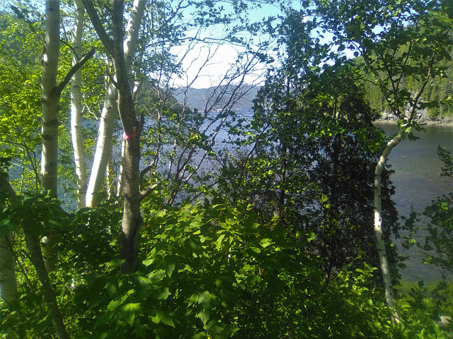 Nature fjordienne (2)