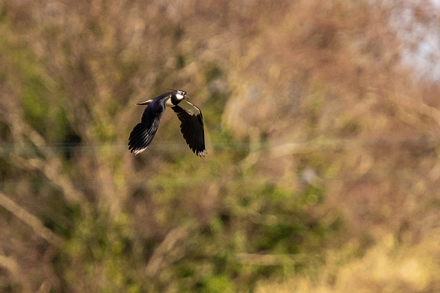 Lapwing