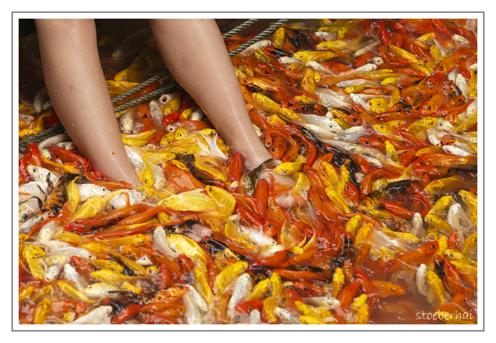 Foot massage by fish in a fish farm on Con Son Island in the Can Tho River