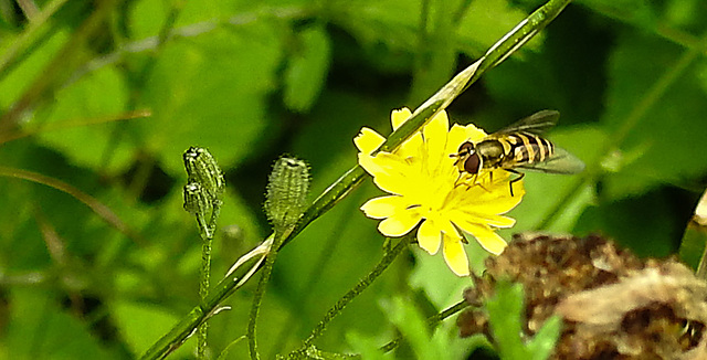 20230713 1814CPw [D~LIP] Kleinköpfiger Pippau (Crepis capillaris), Kleine Schwebfliege (Syrphus vitripennis), Bad Salzuflen
