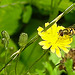 20230713 1814CPw [D~LIP] Kleinköpfiger Pippau (Crepis capillaris), Kleine Schwebfliege (Syrphus vitripennis), Bad Salzuflen