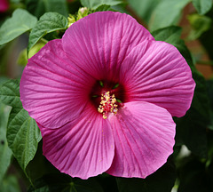 Hibiscus