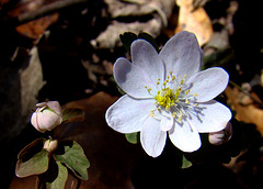 Rue Anemone Flower and Buds