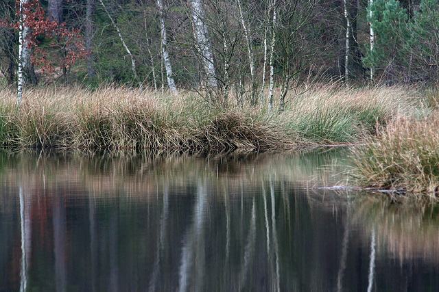 Grossenseeer Spiegelungen