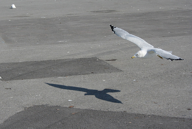 survoler son ombre / flying over his shadow