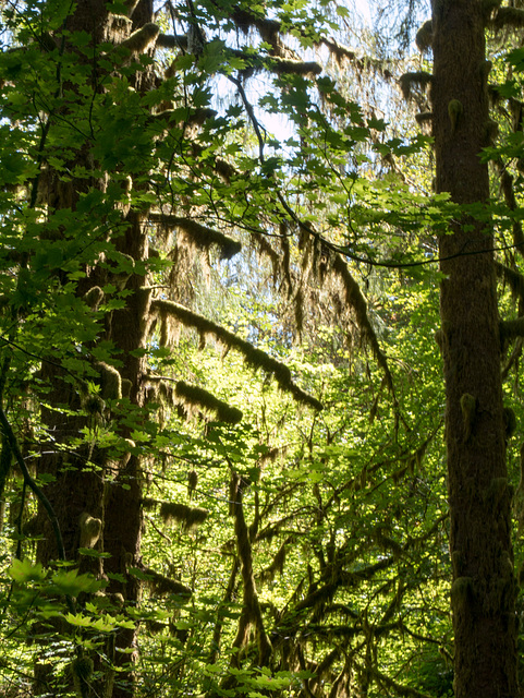 Quinault Lake