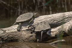 20150524 8120VRTw [F] Europäische Sumpfschildkröte (Emys orbicularis), Marais du Vigueirat, [Mas-Thibert] Camargue