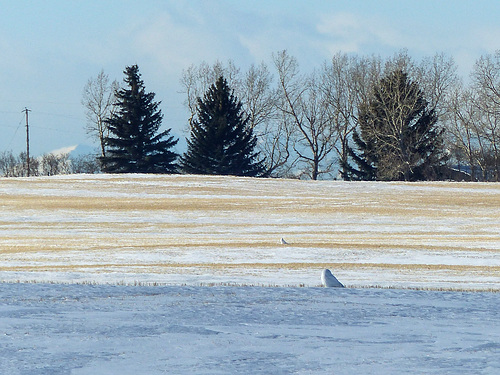 Two (Snowy Owls) for the price of one