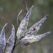 Milkweed Seed Pods and Milkweed Bugs