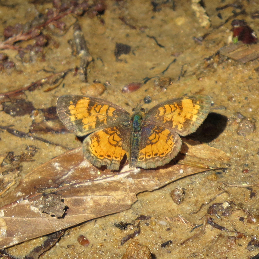 Pearl crescent butterfly