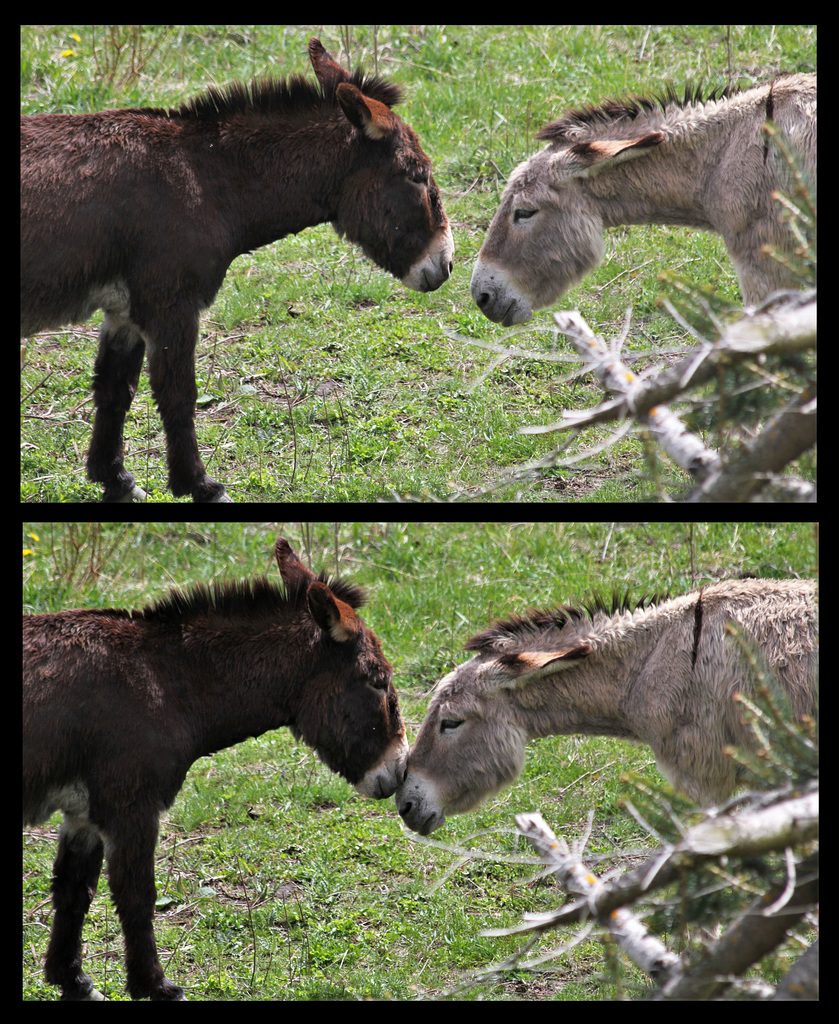 Un calin d'âne