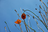 Poppies.....Up There!!