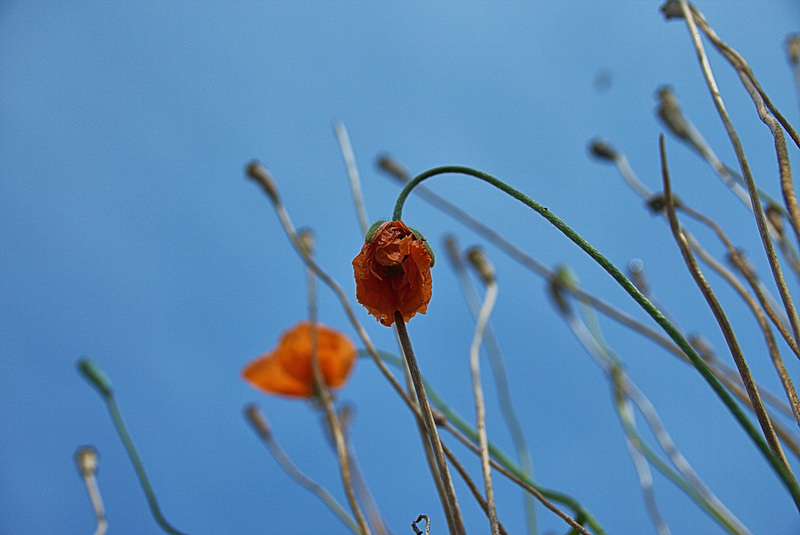 Poppies.....Up There!!