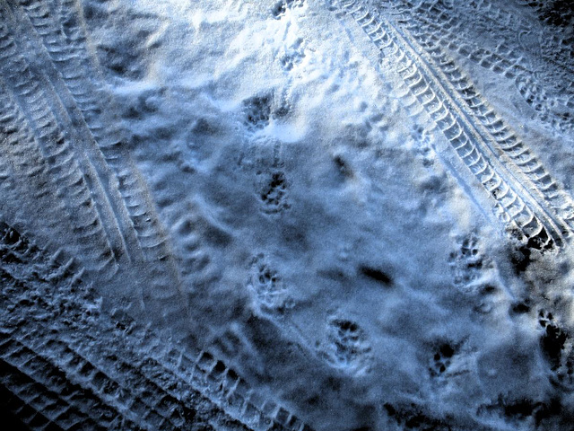 Fox tracks among the tire tracks