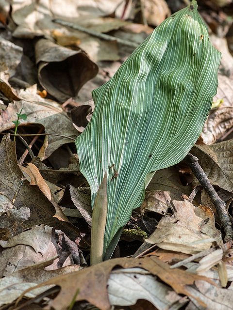 Aplectrum hyemale (Putty-root orchid) in bud