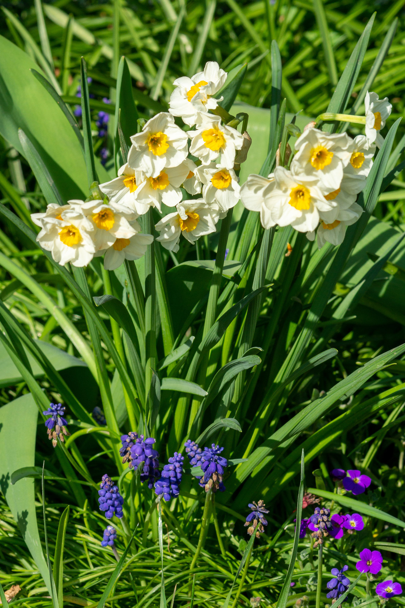 Köln - Garten zu Beginn des Frühlings