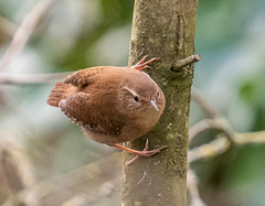 Wren