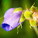 Die eigene Blütenform des Wiesen Storchschnabel (Geranium pratense) :))  Meadow cranesbill (Geranium pratense)'s own flower shape :))  Géranium sanguin des prés (Geranium pratense) en forme de fleur :))