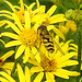 20230713 1815CPw [D~LIP] Jakobs-Greiskraut, Kleine Schwebfliege (Syrphus vitripennis), Bad Salzuflen