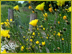 Beside a Fence